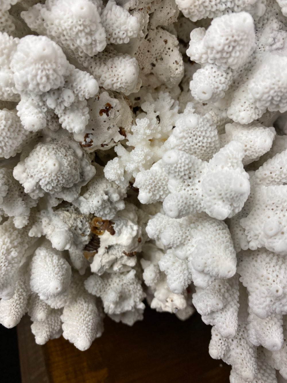 Finger Coral - Acropora humilis - Decoração corais one of a Kind
